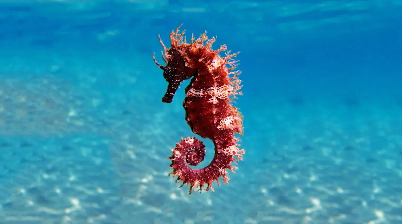 gnome seahorse